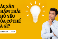 Cac san pham thai chu yeu cua co the la gi