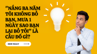 Nang ba nam toi khong bo ban mua 1 ngay sao ban lai bo toi la cai gi